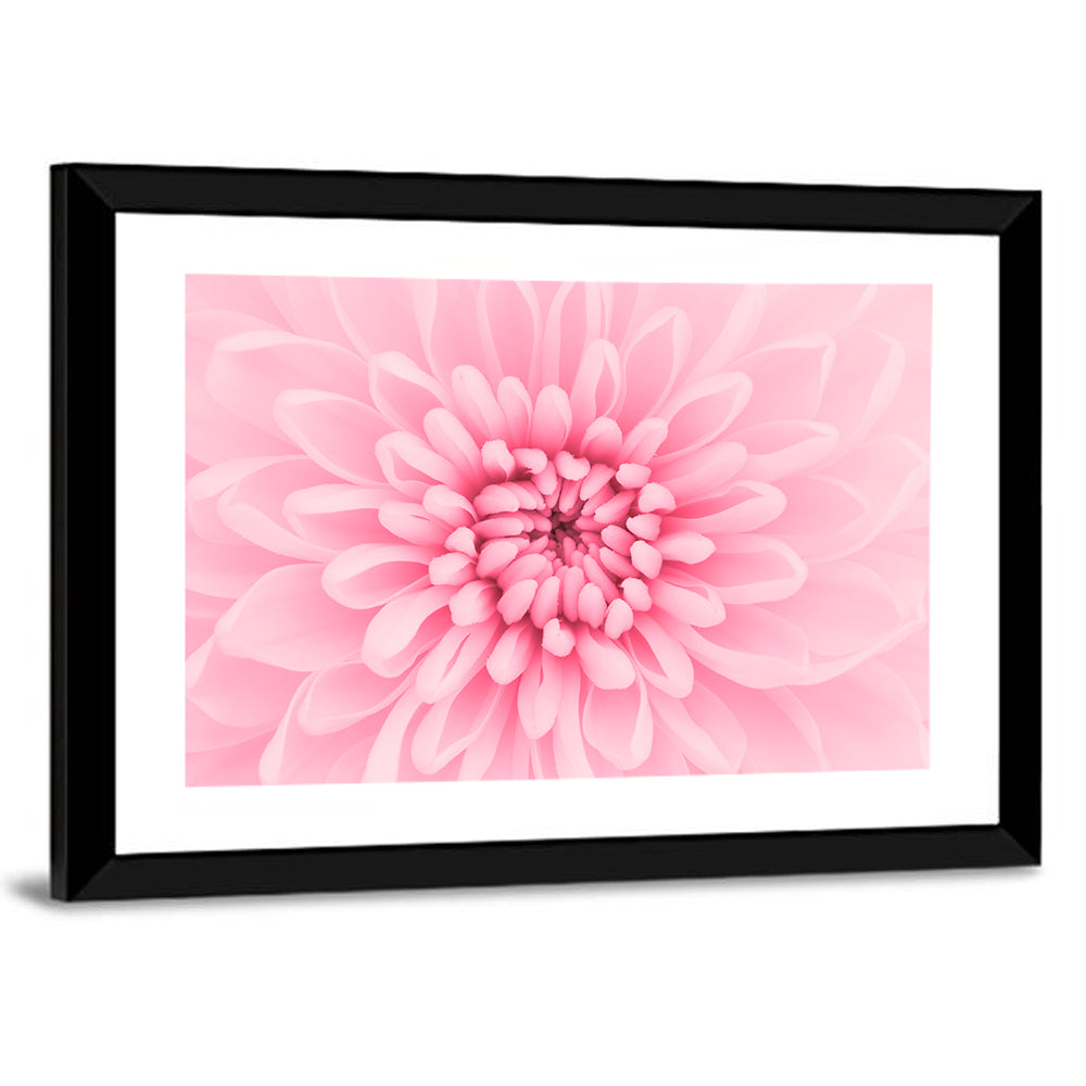 Pink Chrysanthemum Close-up Wall Art