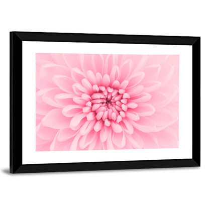 Pink Chrysanthemum Close-up Wall Art