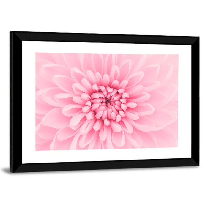 Pink Chrysanthemum Close-up Wall Art as a framed print