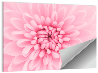 Pink Chrysanthemum Close-up Wall Art
