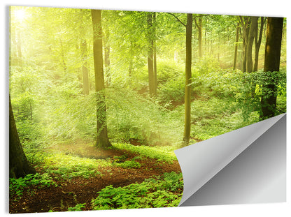 Sunlit Forest Path Wall Art