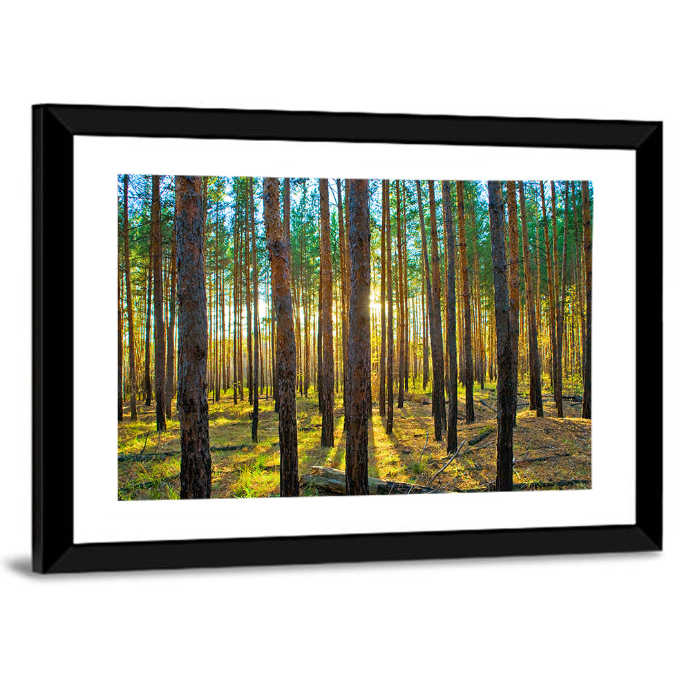 Scots Pine Forest Wall Art