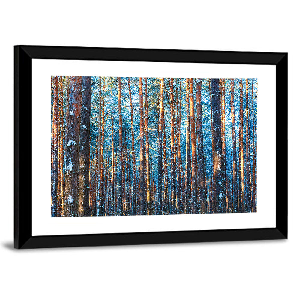 Golden Hour Winter Pine Forest Wall Art