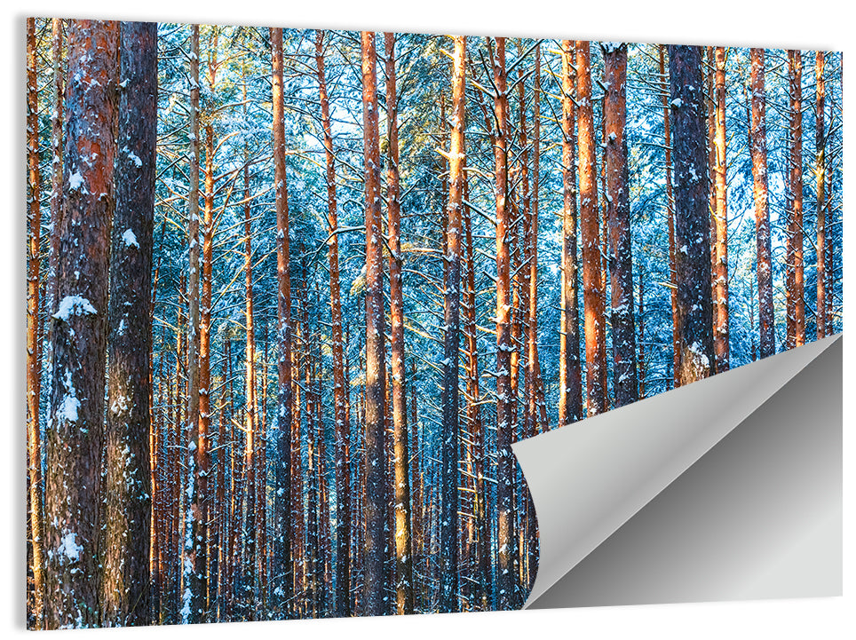Golden Hour Winter Pine Forest Wall Art