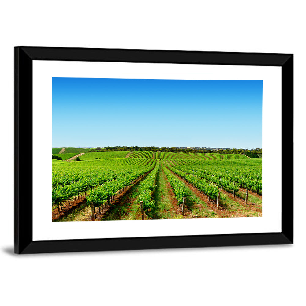 Sunlit Vineyard Rows Wall Art