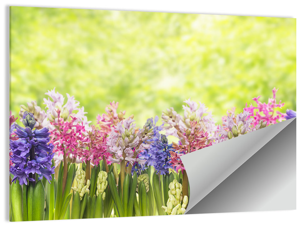 Hyacinth Cluster in Bloom Wall Art