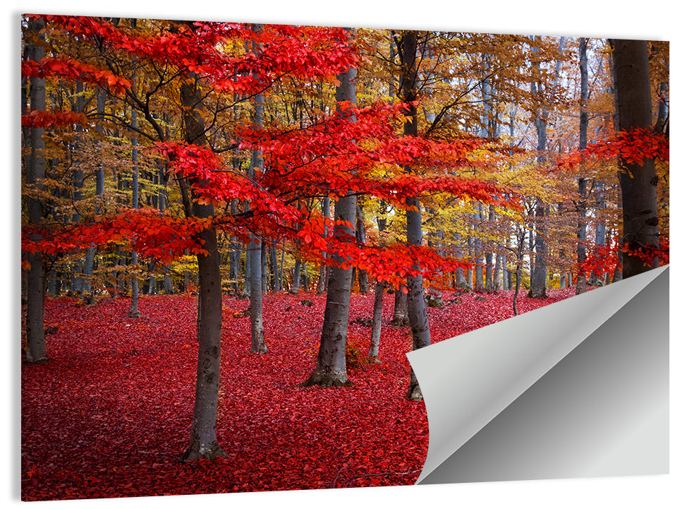 Crimson Autumn Forest Wall Art
