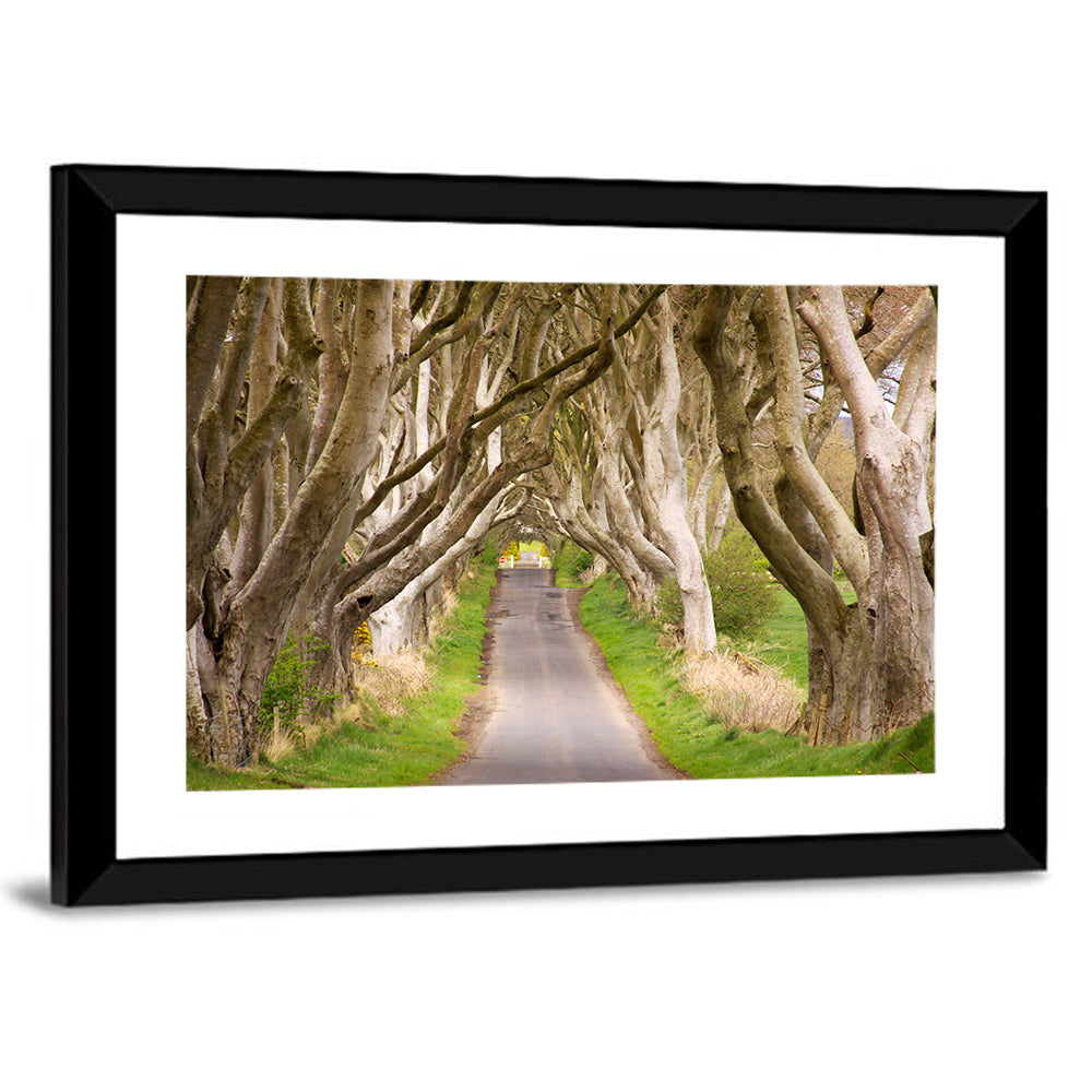 Dark Hedges, Northern Ireland Wall Art