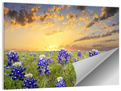 Bluebonnet Field at Sunset Wall Art