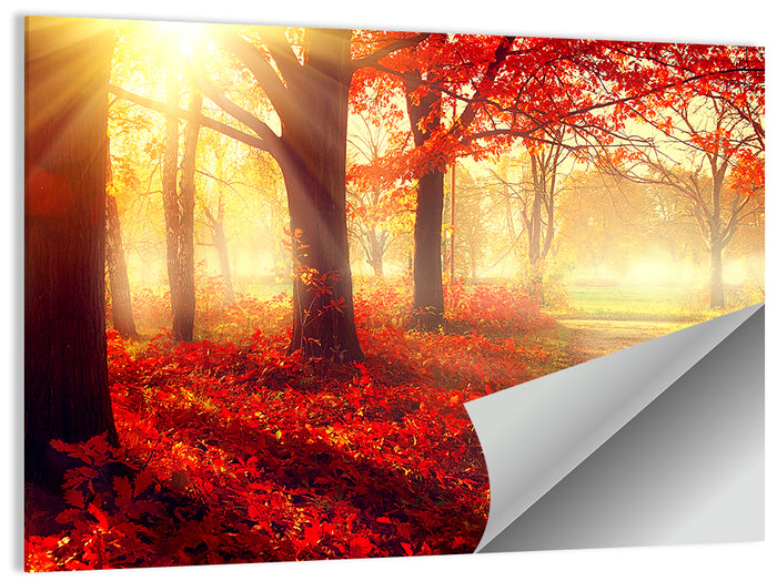 Sunlit Forest Path Wall Art as a poster print