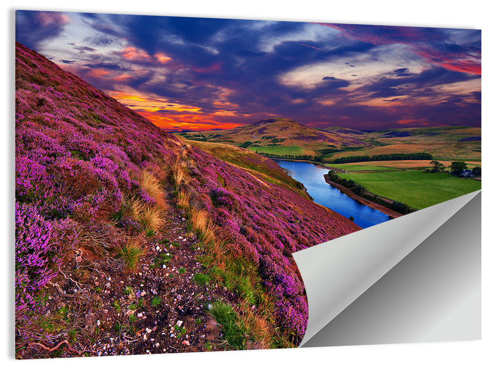 Pentland Hills Heather, Edinburgh Wall Art