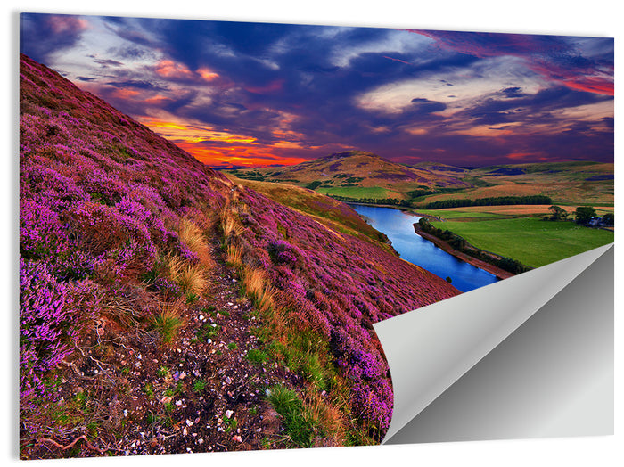 Pentland Hills Heather, Edinburgh Wall Art as a poster print