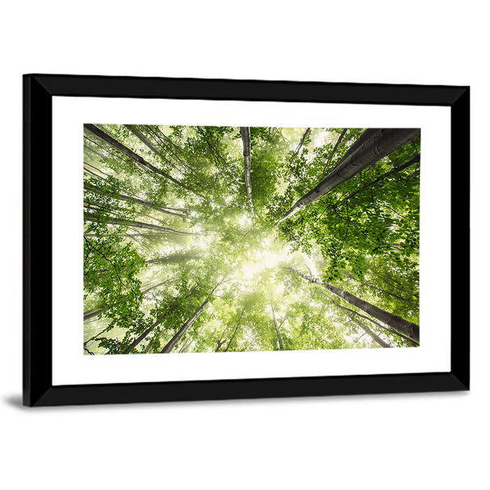 Spring Canopy in Morning Mist Wall Art as a framed print