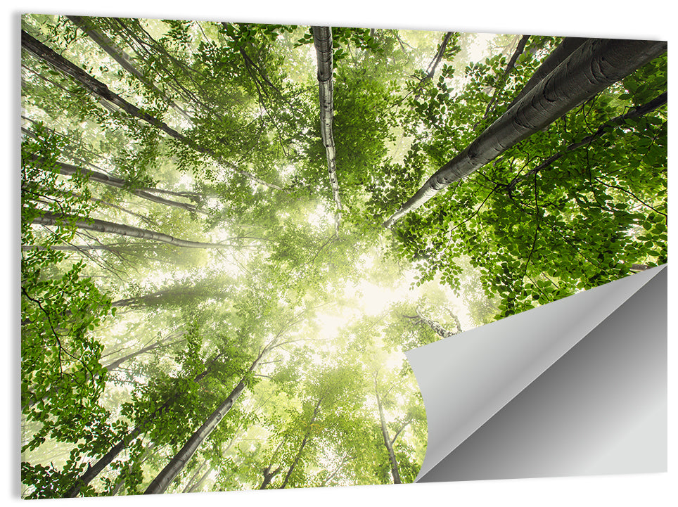 Spring Canopy in Morning Mist Wall Art