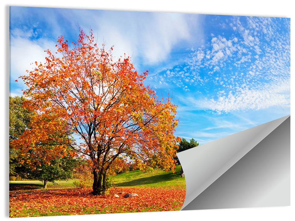 Orange Maple on Rolling Hill Wall Art