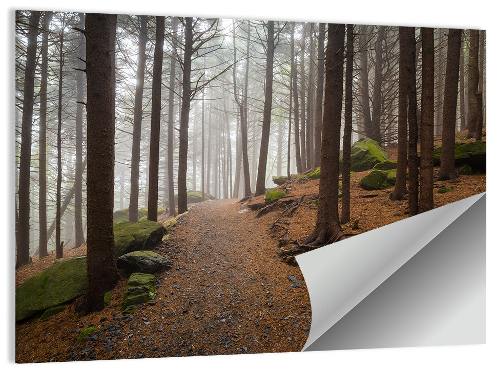 Misty Appalachian Trail Path Wall Art
