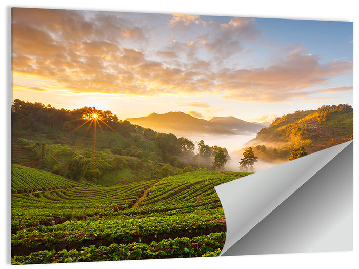 Strawberry Fields Sunrise Wall Art as a poster print