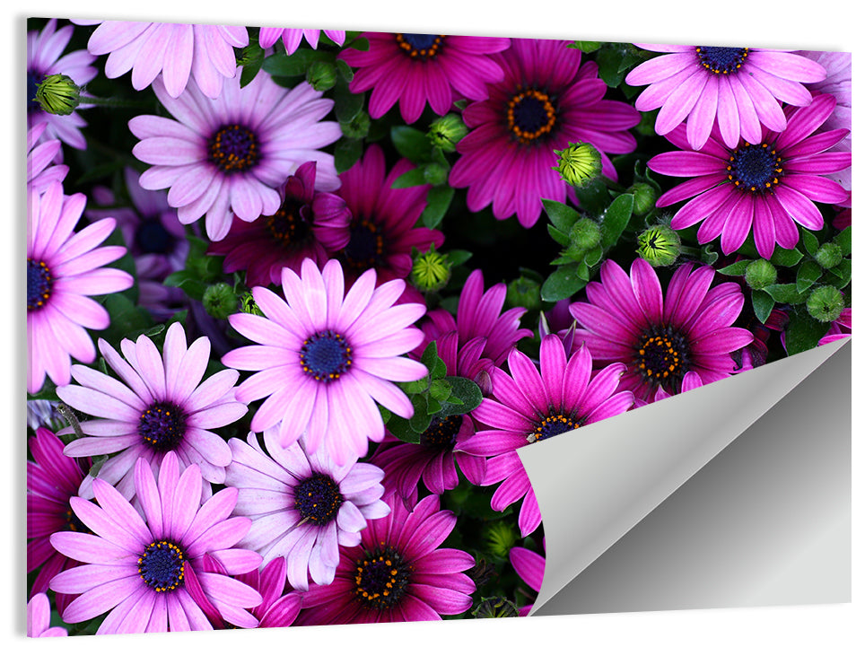 Pink and Purple Daisies Wall Art