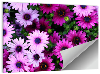 Pink and Purple Daisies Wall Art