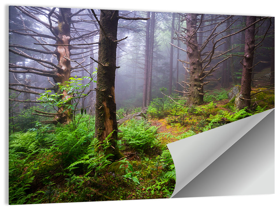 Misty Spruce-fir Trail Wall Art