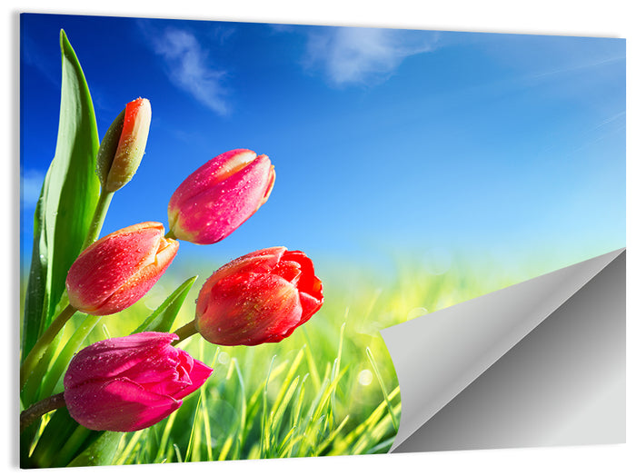 Dewy Red Tulips Under Blue Sky Wall Art as a poster print