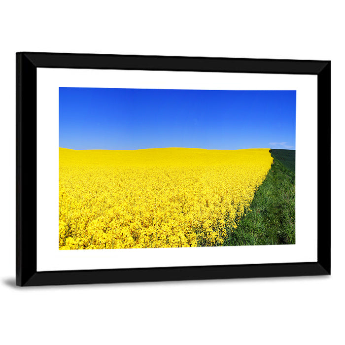 Sunlit Rapeseed Field Wall Art as a framed print