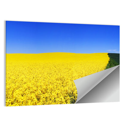 Sunlit Rapeseed Field Wall Art
