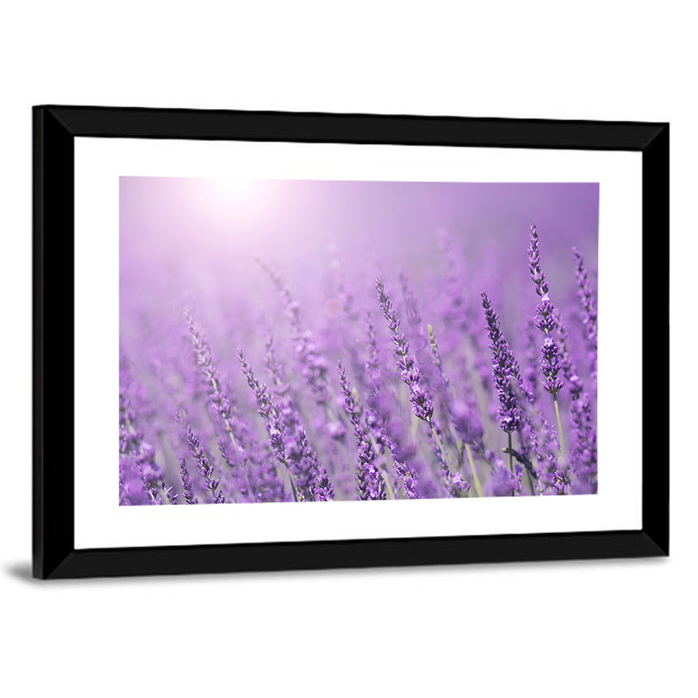 Sunlit Lavender Field Wall Art