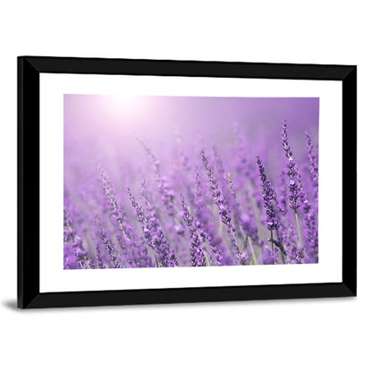 Sunlit Lavender Field Wall Art