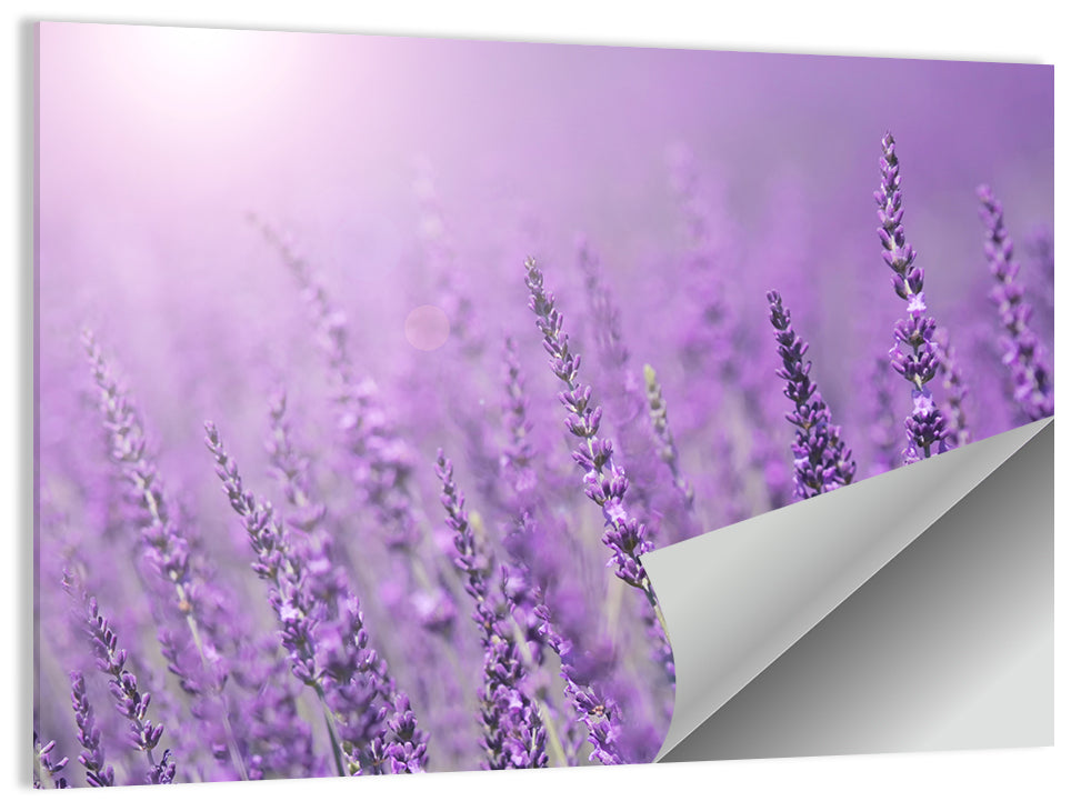 Sunlit Lavender Field Wall Art