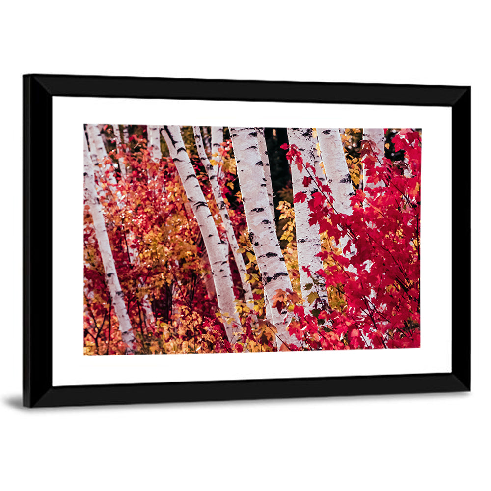 Autumn Birches with Crimson Maples Wall Art