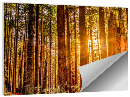 Golden Hour Redwood Sunburst Wall Art