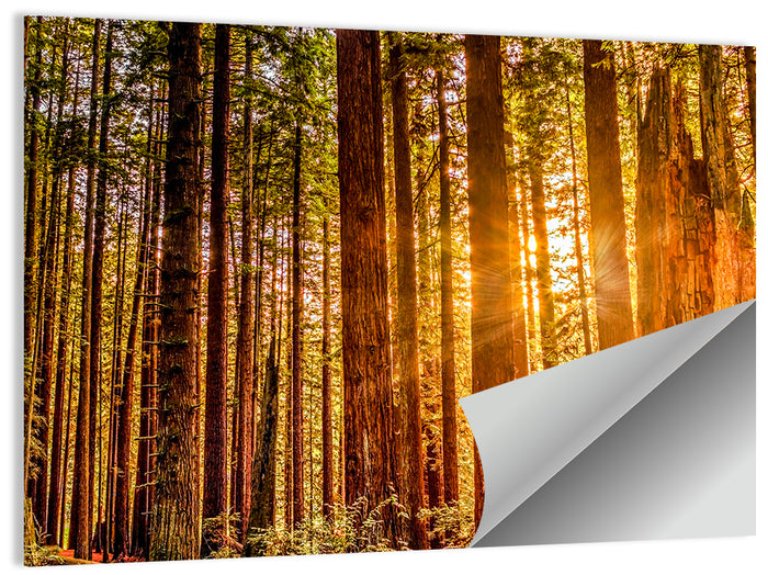 Golden Hour Redwood Sunburst Wall Art as a poster print