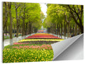 Tree-lined Tulip Garden Path Wall Art