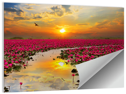 Golden Hour Lotus Field Wall Art