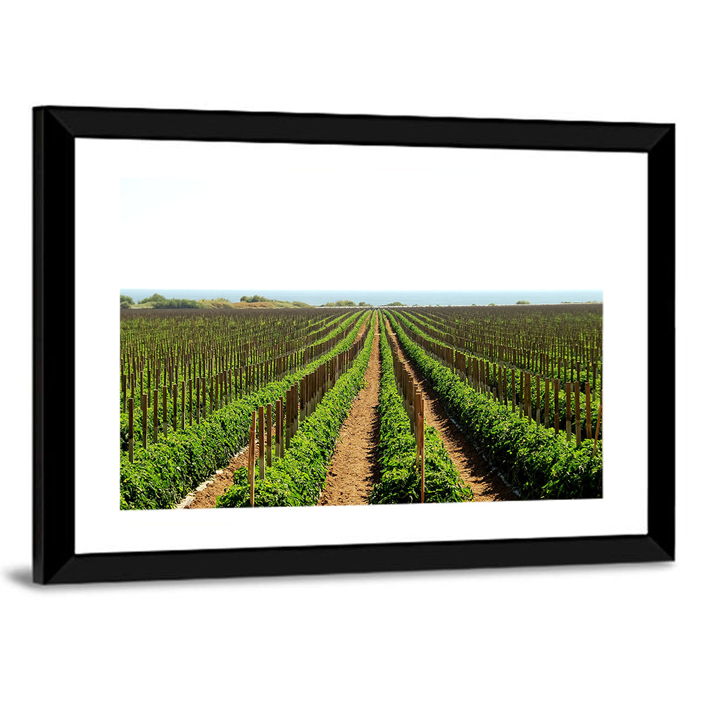 Tomato Fields Wall Art