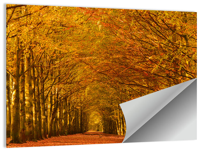 Golden Beech Tree Tunnel in Autumn Wall Art as a poster print