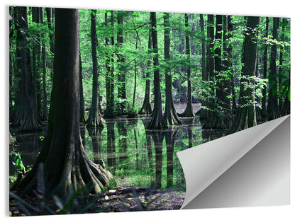 Congaree Swamp Reflection Wall Art