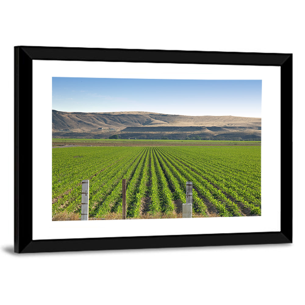 Idaho Corn Field Wall Art