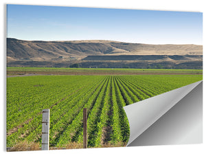 Idaho Corn Field Wall Art