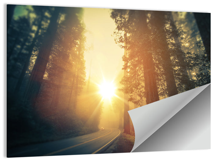 Misty Redwood Road with Golden Sunburst Wall Art as a poster print