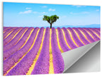 Lavender Field Wall Art