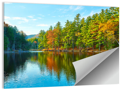 White Mountain Forest Reflections Wall Art