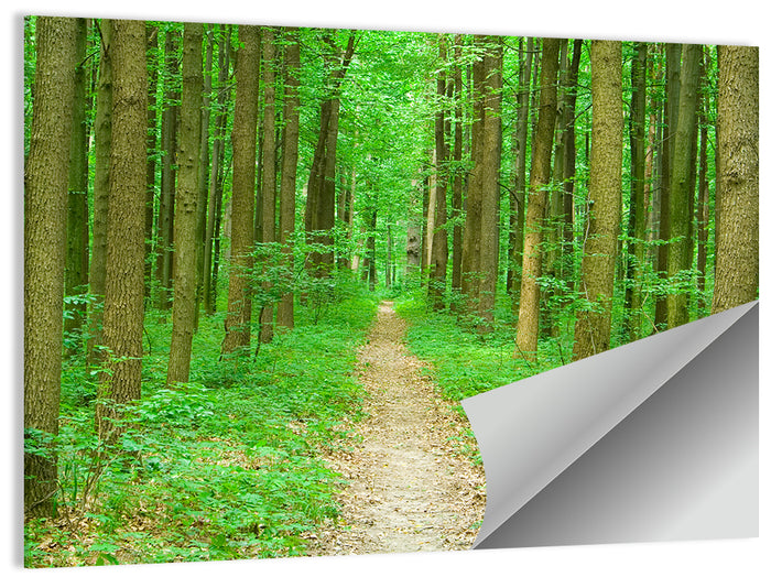 Green Forest Pathway Wall Art as a poster print