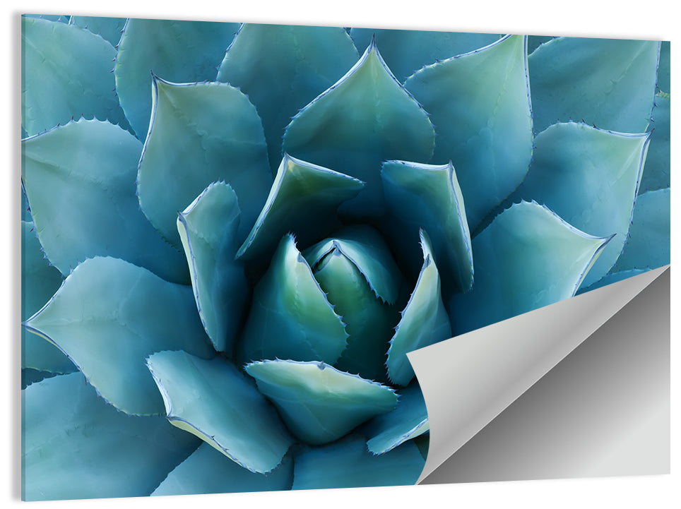 Spiral Agave Macro Wall Art