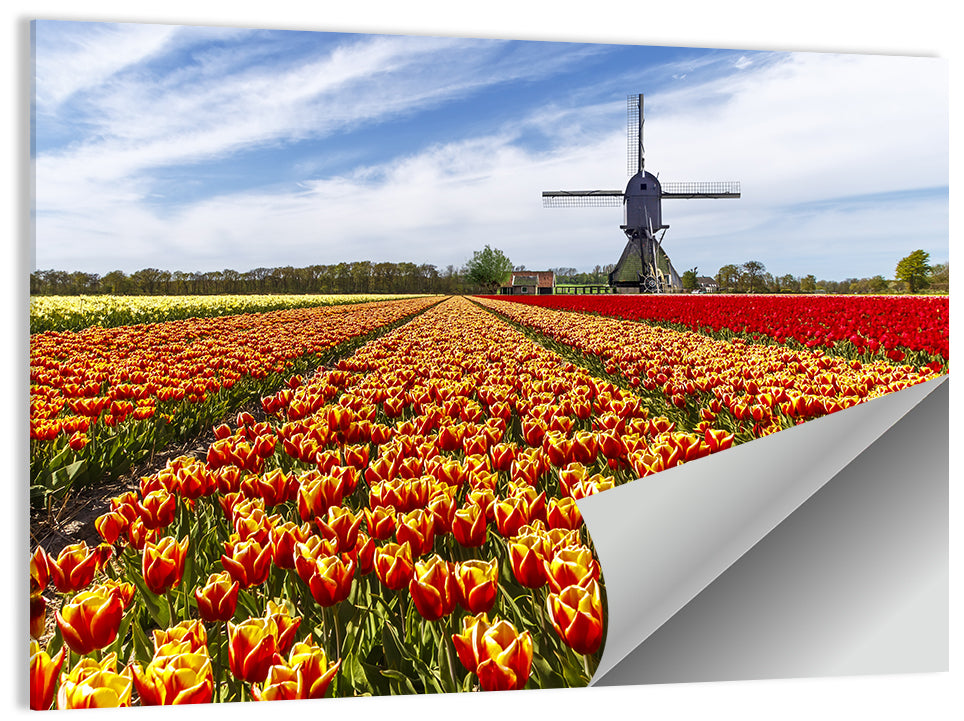 Windmill Over Tulip Fields Wall Art
