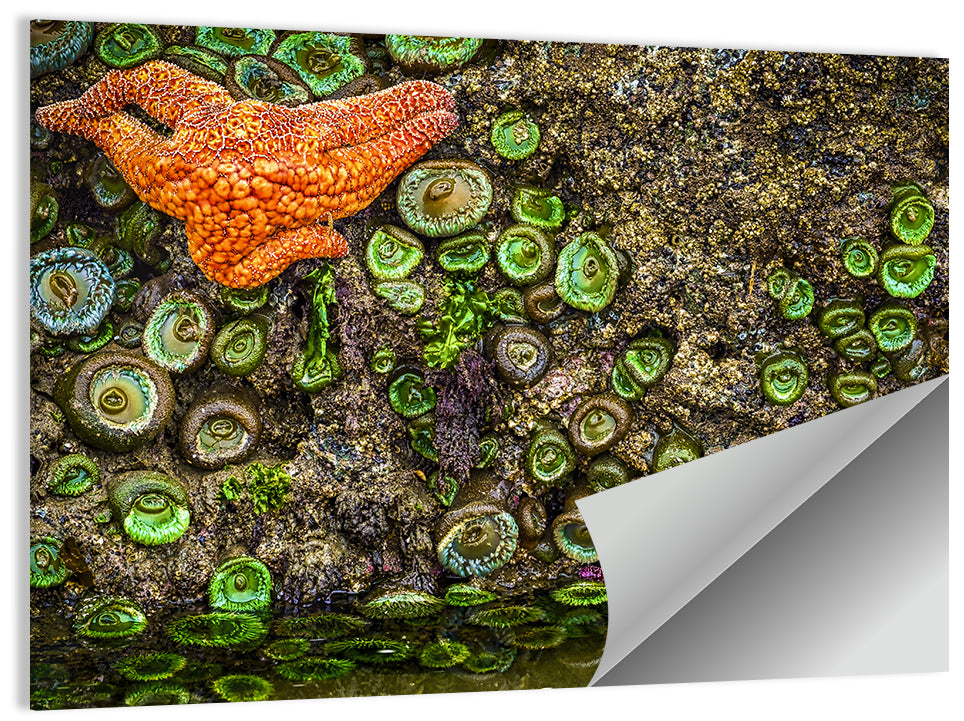 Orange Starfish Tide Pool Wall Art