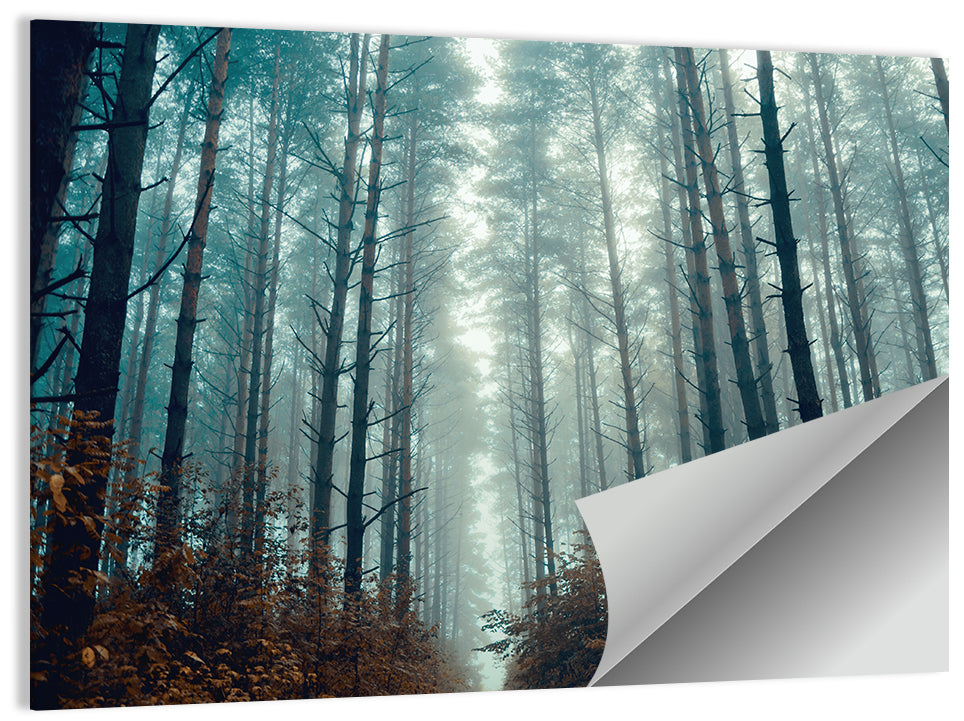 Misty Pine Forest Wall Art, poster print, landscape
