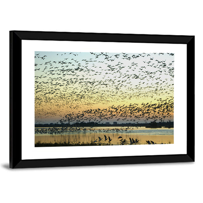 Snow Geese Over River Wall Art as a framed print