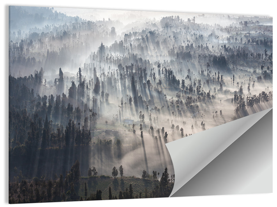 Misty Forest Sunrise Wall Art